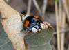 Harmonia axyridis